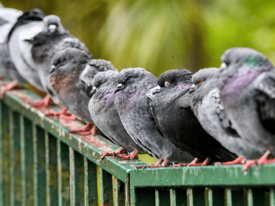 可爱极了!英国鸽子排排坐萌萌哒