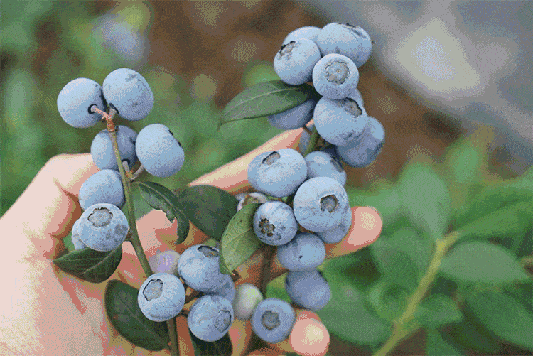 莓味蓝不住云和的蓝莓终于熟啦