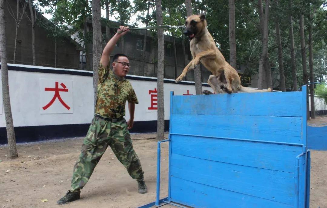 山东华威曲阜鑫安护卫犬公司致力于打造犬防服务标杆性企业