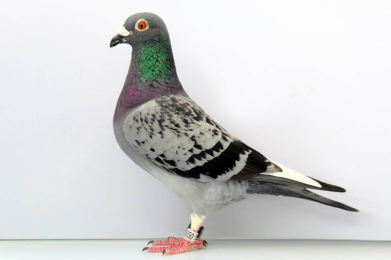 原创北京最狭窄的胡同只容一个人通过曾是金融中心