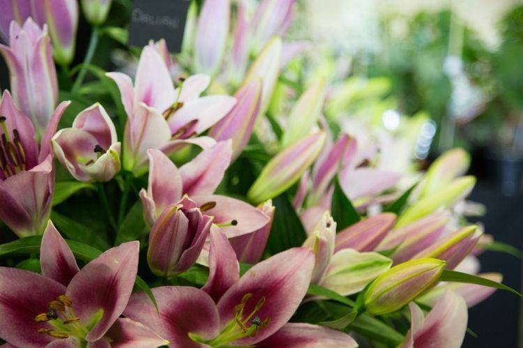 龟背竹怎么造型才好看图片 202b46c8b886479181c9a94b916f16d6.jpeg