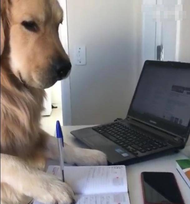 怎么教狗狗不咬人 4675a08ed33d418eb303a8a773ed6b51.jpeg