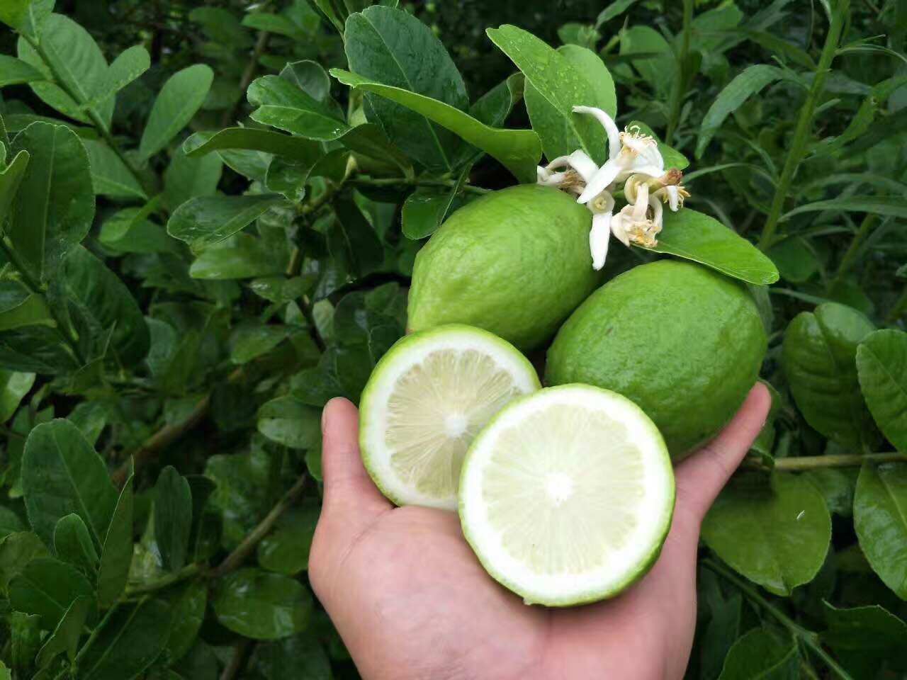 广东限定茶饮柠檬茶 将香水柠檬价格推至新高