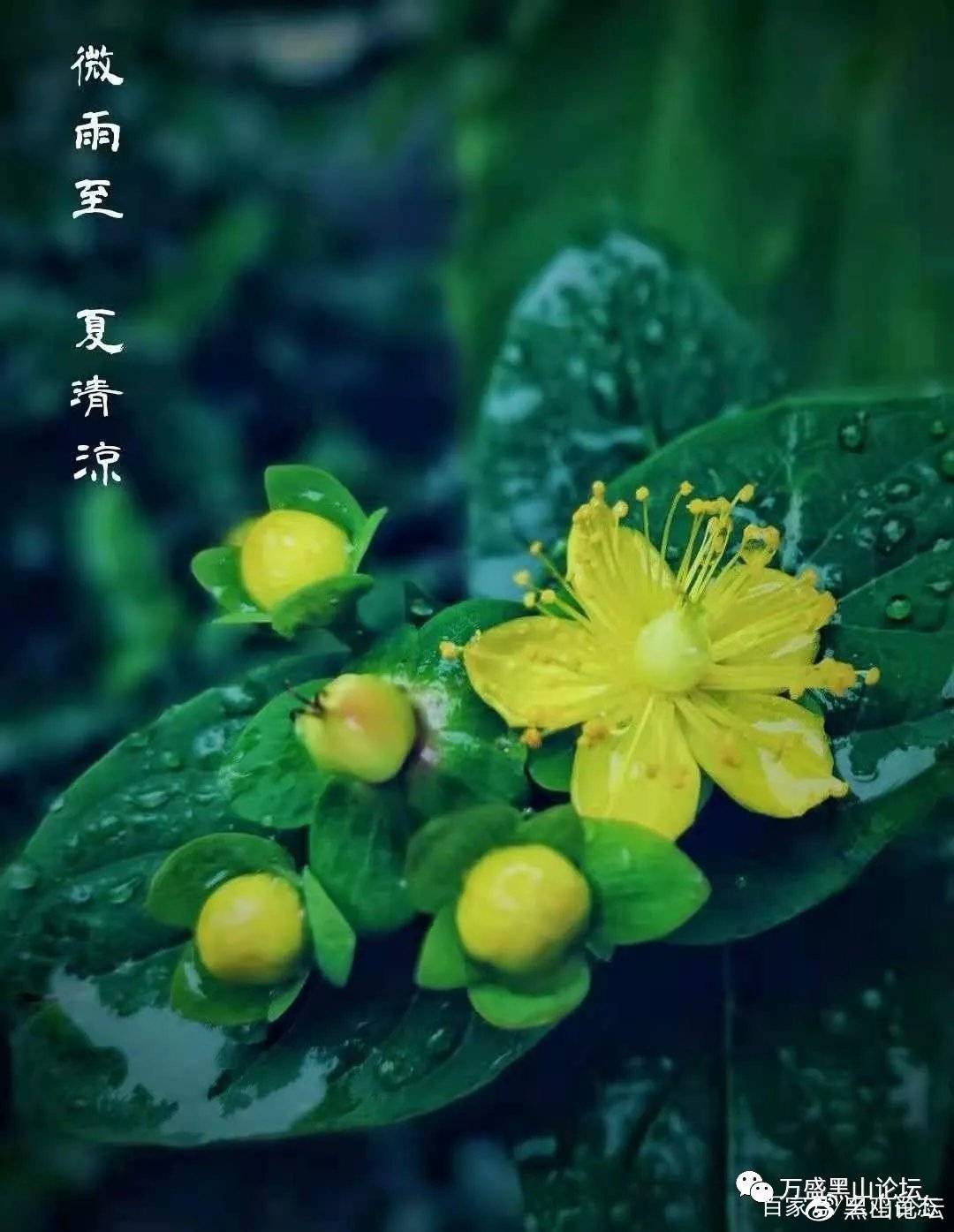 【牛年攝影】微雨至,夏清涼