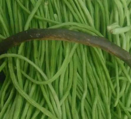 啥时候开始种豆角呢 fdf6e5a429eb4b2ab10d8ae1fb38ebf0.jpeg