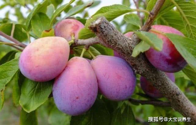自家种植水果推荐 fea55de64e494cccac689a83af53cef5.jpeg