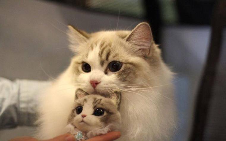 怎么看小猫有没有绒毛 339eb58df74940279f633c309b6598c0.jpeg
