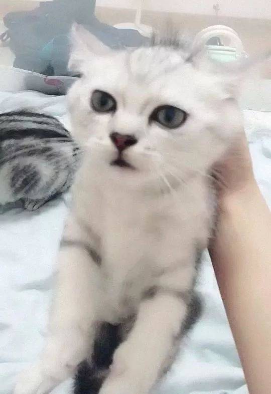 小奶貓咬了主人一口，貓媽過來就是一通亂打：主人，你看行嗎 萌趣萌寵 第1张