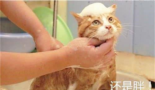 甚是可爱的读音 85d9f649b9564e0fa2e282126ad6025c.jpeg