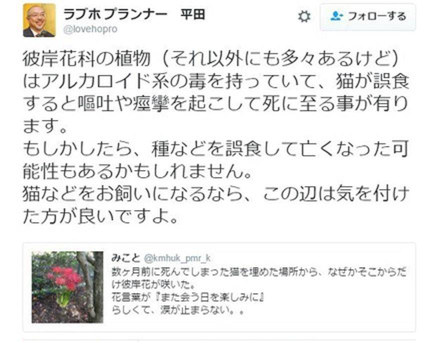 猫咪转世为花 文青的解读让你想哭 科学家的解读让你把泪憋回去 植物