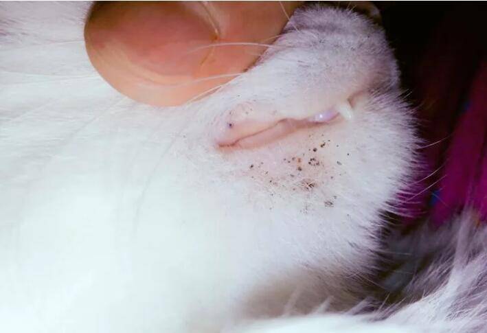 猫咪黑下巴怎么办 教你几招轻松解决 尾巴