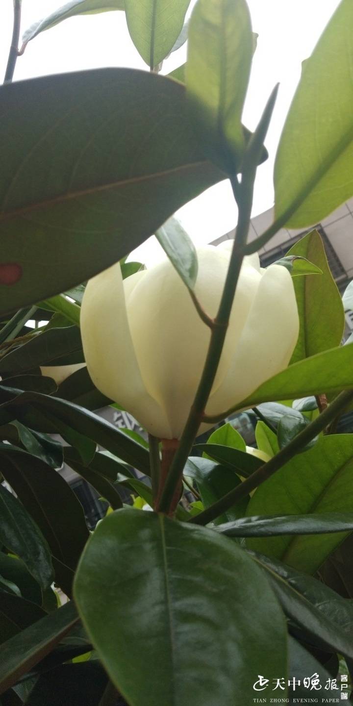 广玉兰的花期长,花瓣不易凋零,又绵延不绝地开放,在其高大的树冠上便