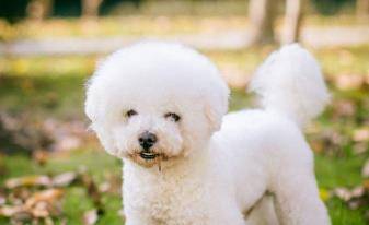 如何正确护理比熊犬的毛发 f9748be0491c4950bc7bef4f061f5f45.jpeg