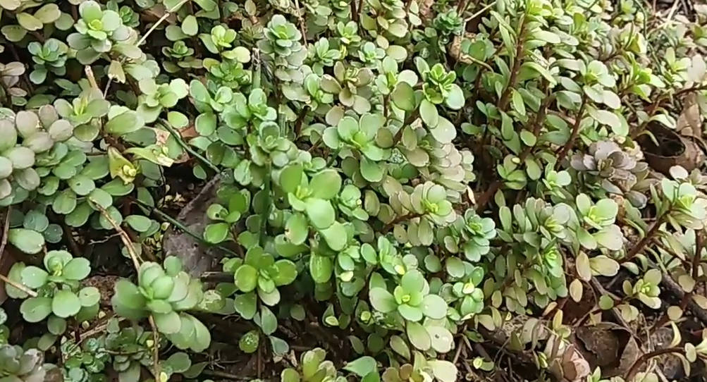 农村路边的小草农民叫它豆瓣菜你知道它的价值吗