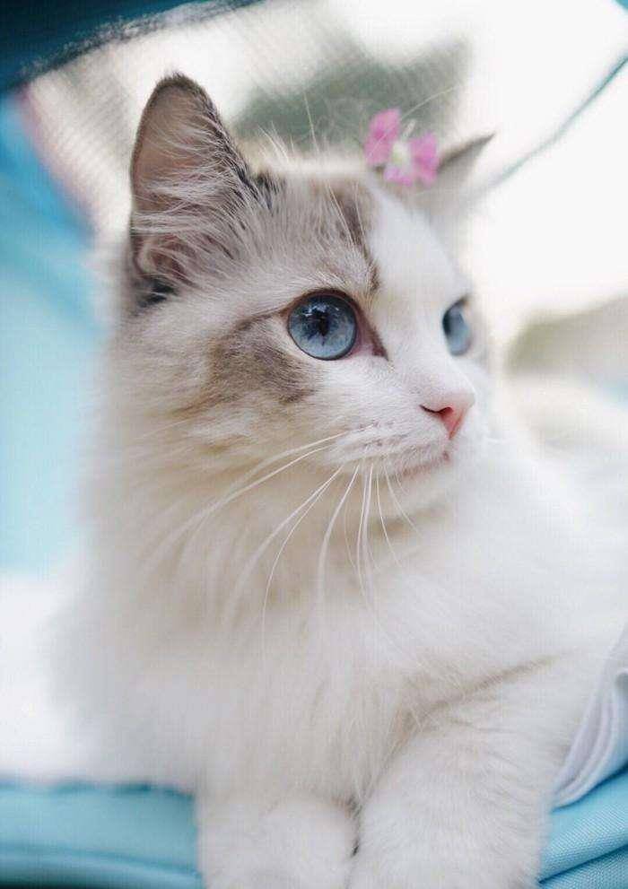 怎么选猫咪有什么技巧和方法 4a16aa8ae83d4a72a43cd9ea5eea325b.jpeg