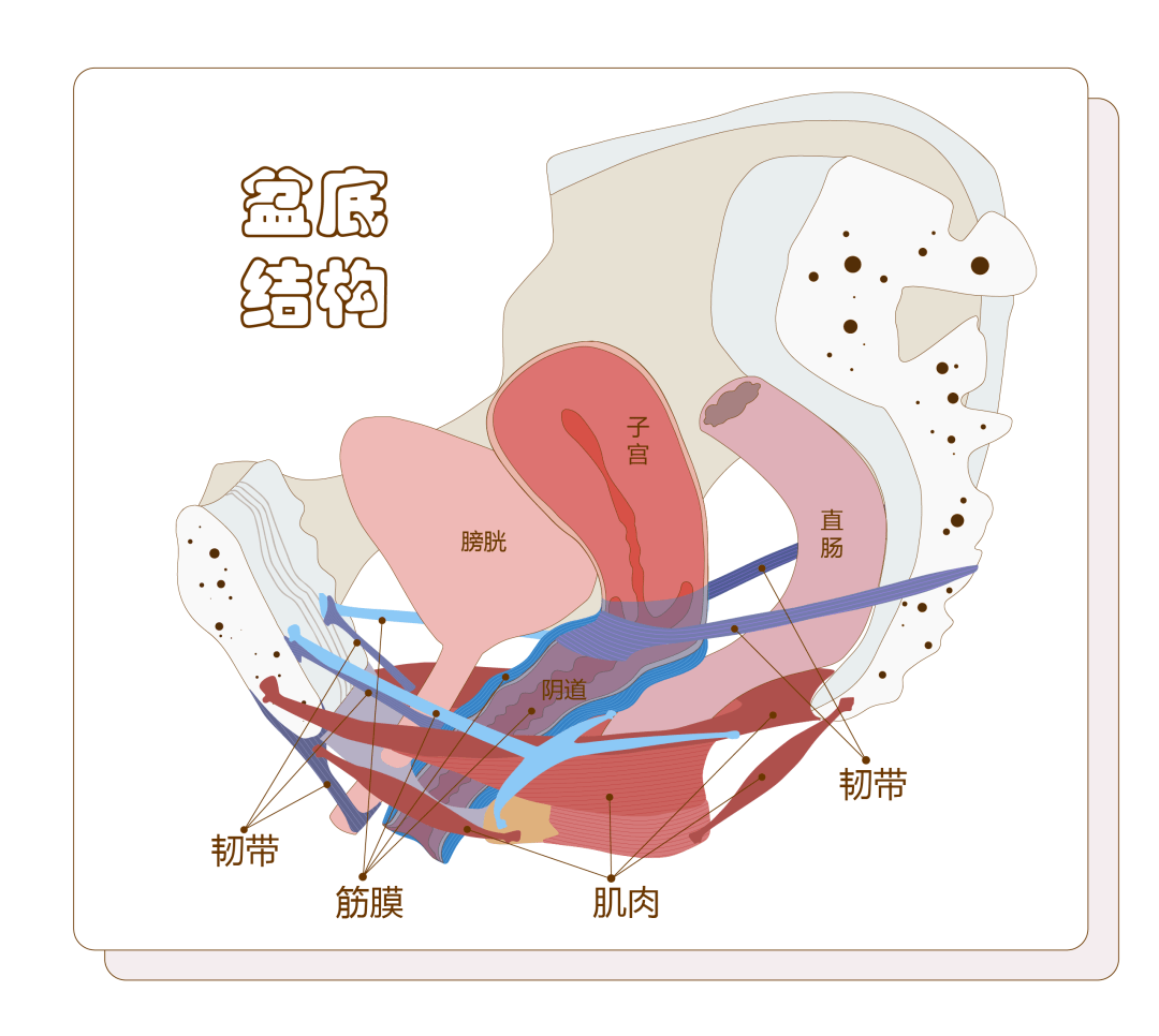 骨盆底外层图片