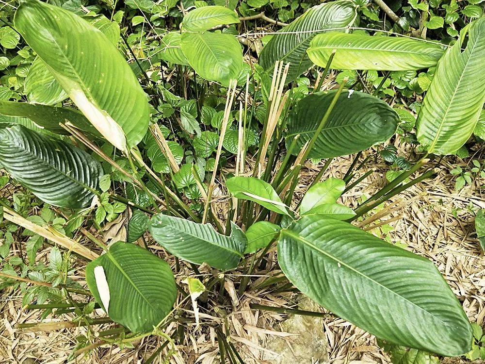 这5种树叶能包粽子,味道清香好闻,尤其最后一种,端午别错过_叶子