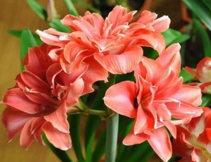 从5月11日开始 家养此款花卉 花开硕大还鲜艳 阵阵花香 沙漠