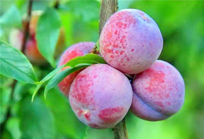 果多价便,韶关三华大量成熟上市,39.9元5斤全省包邮