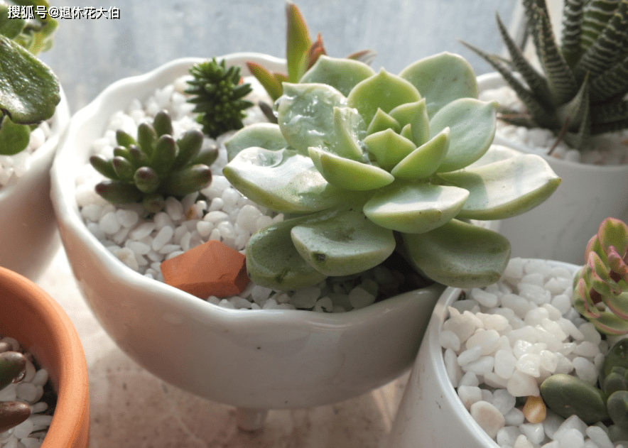 多肉如何生长得快 569c562e92074c58917cadc3a0af967f.png