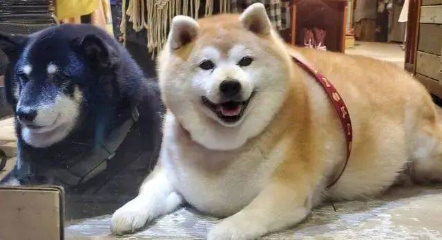 柴犬長出「海豹身材」，主人說出它的食量後，卻讓大家感到詫異 萌趣萌寵 第3张