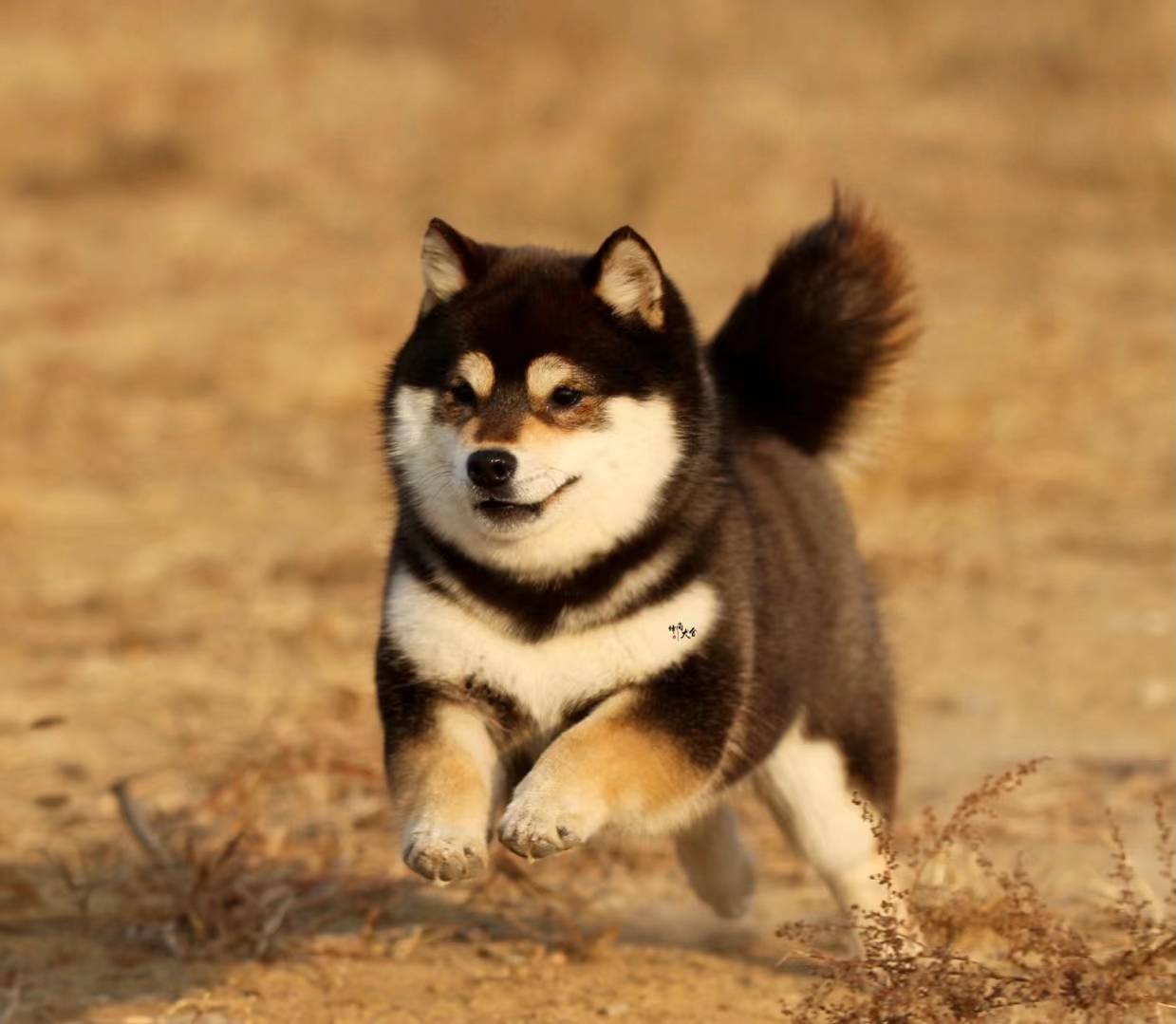 柴犬价格为什么这么高？_搜狐网