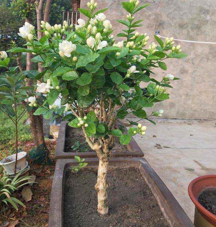 养茉莉花有"3点"很重要,株型更美,开花更多,又香又好看