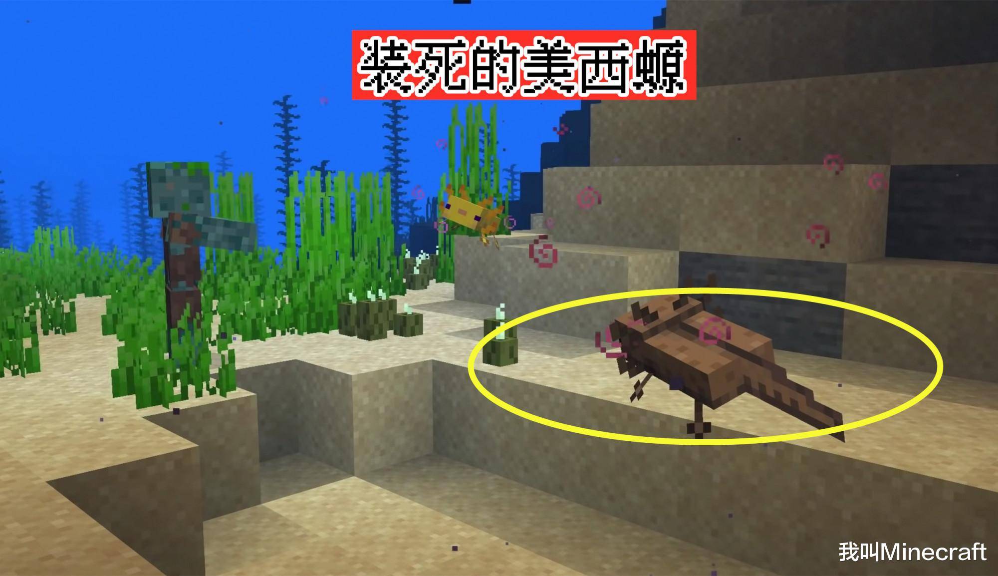 1 17新生物篇 Minecraft 蝾螈 山羊 发光鱿鱼有什么巨大作用 美西