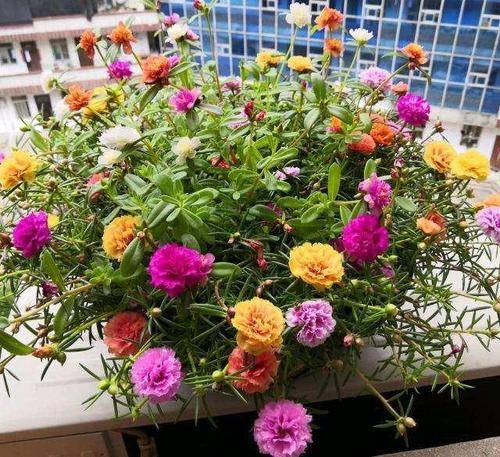 家里种什么花旺儿子 1ed55430b94e4863896569d052f010df.jpeg