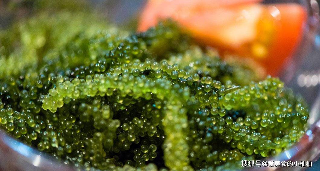 冬季必吃的 海葡萄 是什么 挑选 料理 保存一篇看懂 食用