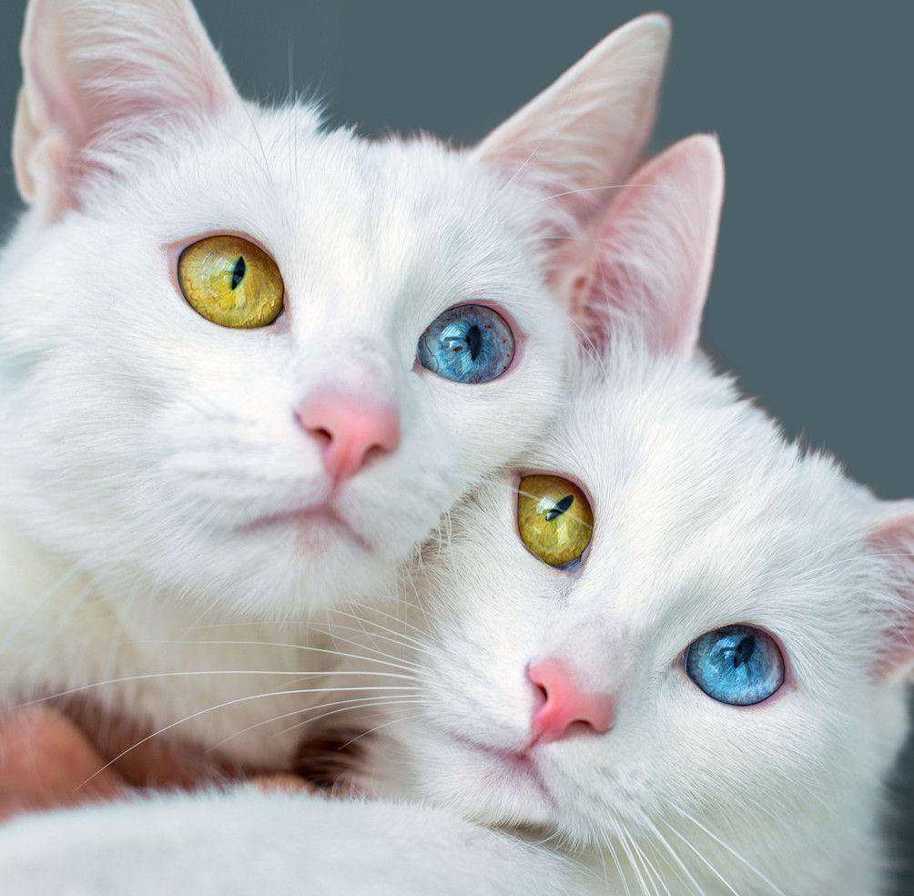 双胞胎猫咪患遗传疾病,眼睛颜色各不相同,绽放着魔幻般的色彩