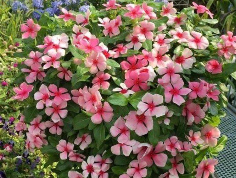 原创5种忘忧花好养又漂亮越贱养越爆盆还花香四溢