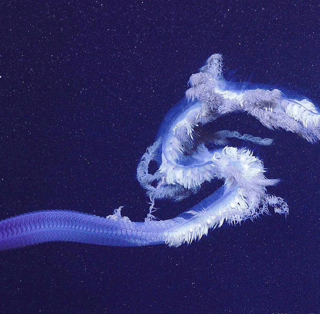 世界上最长的海洋生物图片