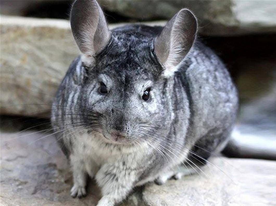 原创大耳老鼠龙猫险些亡于皮草却也因皮草畅销得到喘息