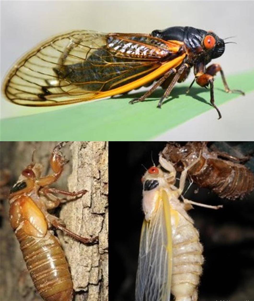 静默了17年的蝉 即将在美国出现 预计每亩24万多只 夏之