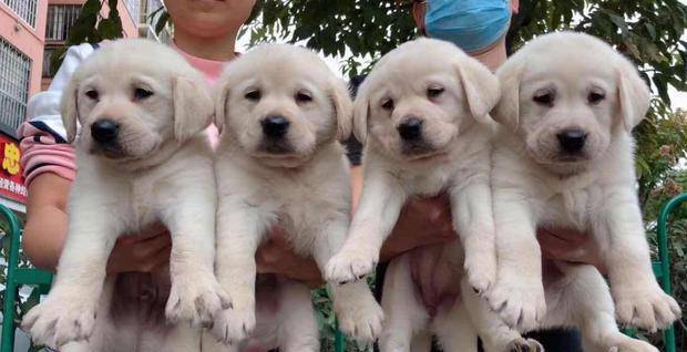 繁殖犬 悲剧的一生 无间断繁殖导致子宫脱落 请拒绝纯种狗 狗狗