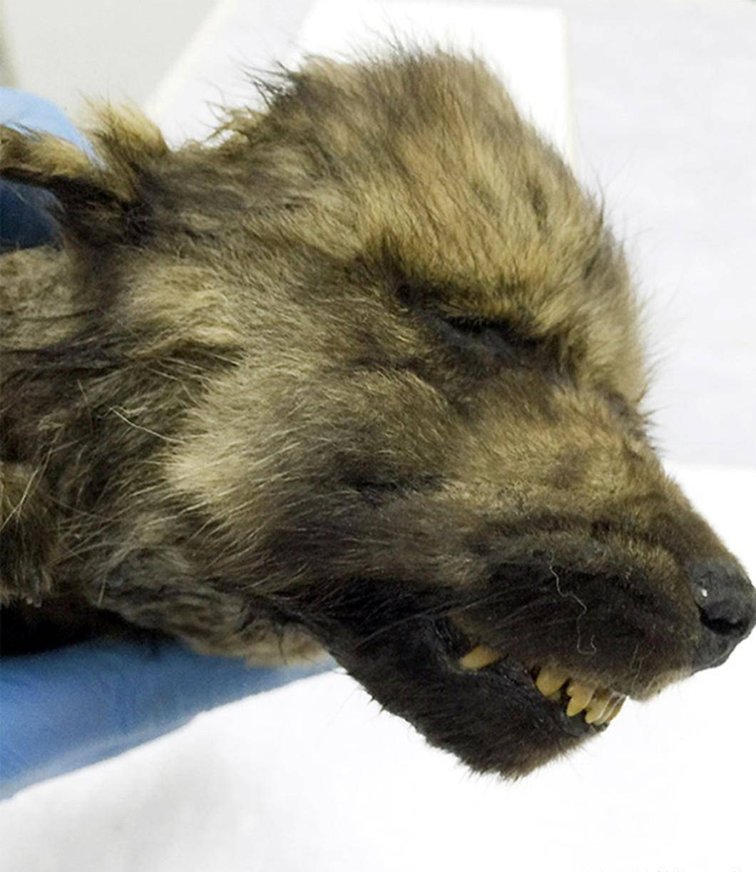 西伯利亚又有新发现,这只"小狼狗",让人一头雾水