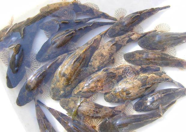 这鱼始终被认错,实则外来物种,由于味道鲜美,目前1斤卖到60元_养殖