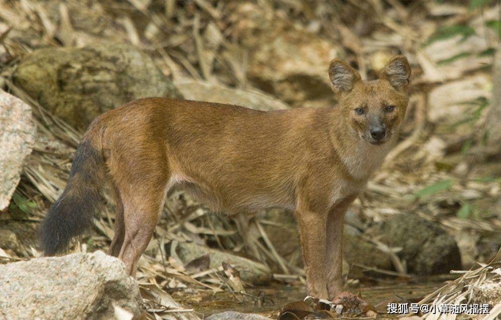 "骨瘦如豺"中的豺是什么动物,它真的十分稀少吗?_驯化