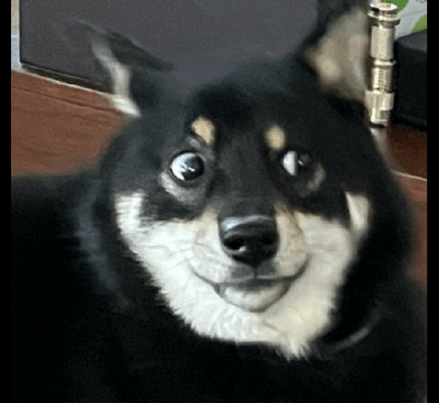 黑柴去示好黄柴,却被对方给凶了,它一脸的尴尬:那我走?