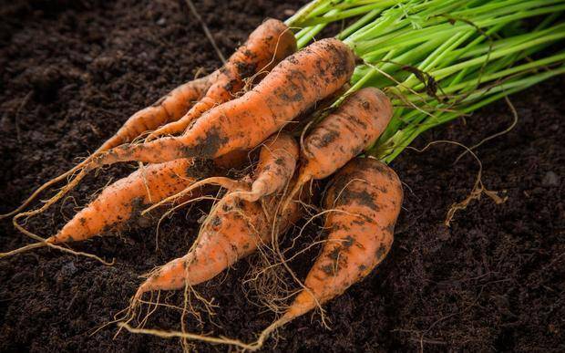 如何挑选带泥蔬菜 4038d5f7902546e6bf5ae187d619834a.jpeg