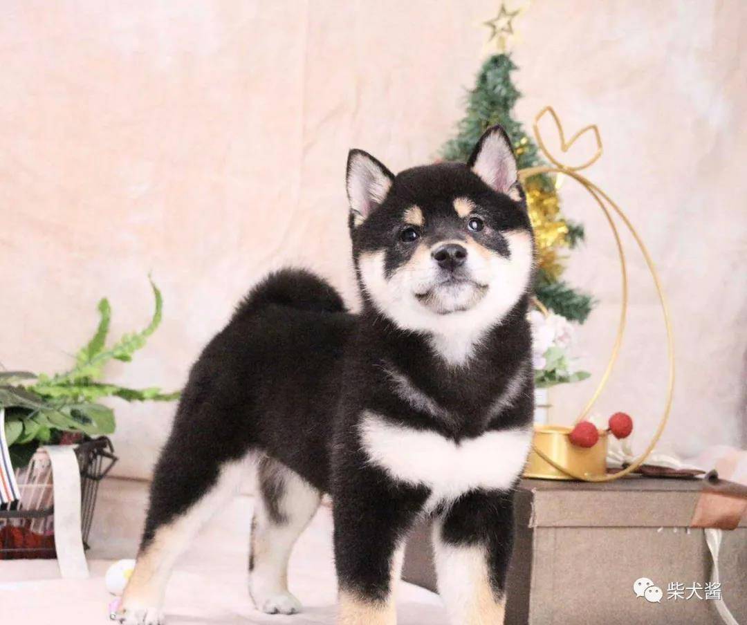 豆柴是小体柴吗 他俩有什么区别 柴犬