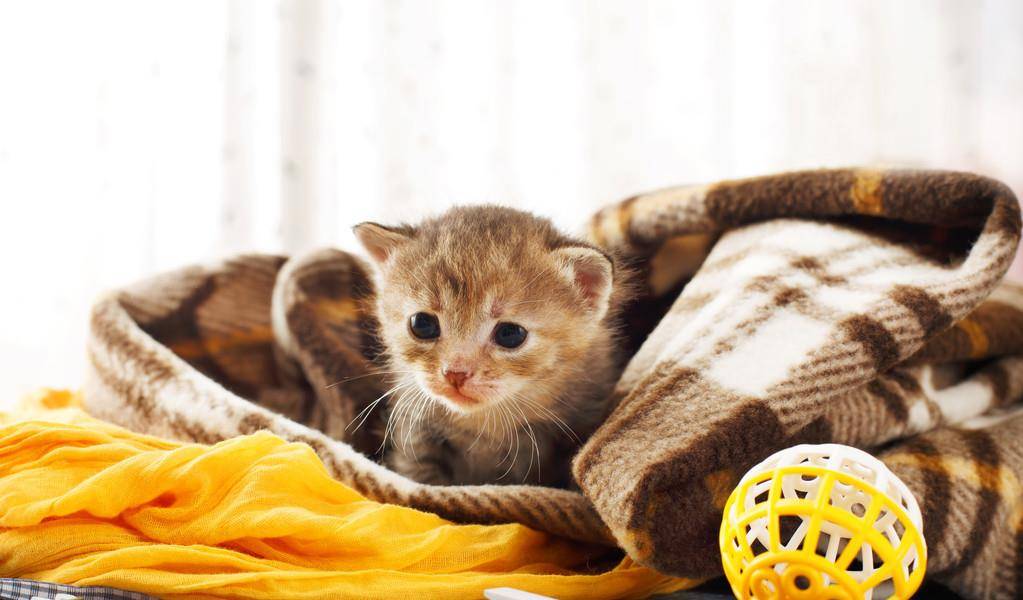 怎么养母猫 60c8eb0839d5400482ba184a633a9d74.jpeg