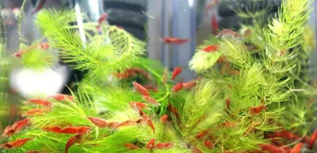 新手养入门适合养的虾 极火虾 水草