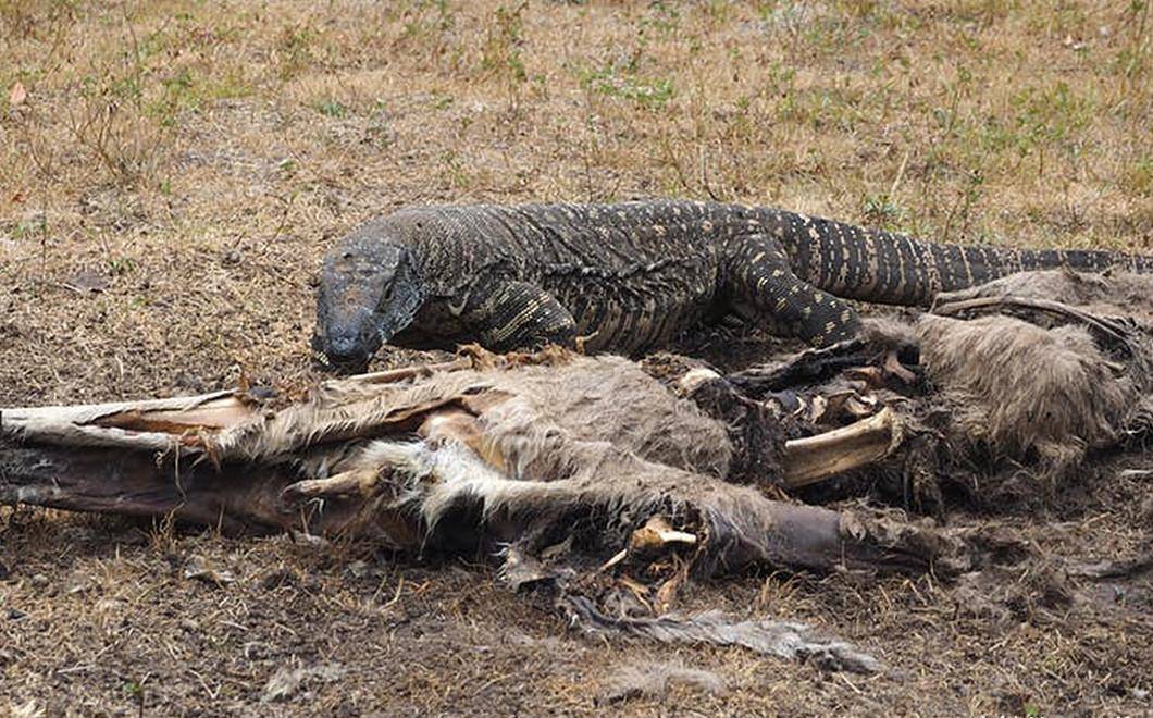 原创澳洲丛林大火过后,数百万只动物曝尸荒野,新的难题出现