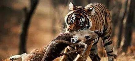 动物咬合力排名_咬合力第一的动物