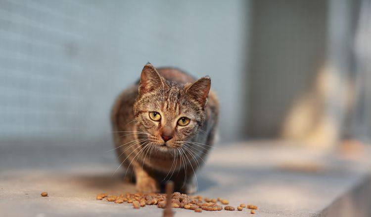 猫身上有什么寄生虫 我的猫从来不出门 需要驱虫吗 猫咪