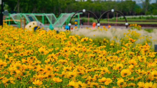 約28萬平方米春花秋色公園濱菊金雞菊怒放