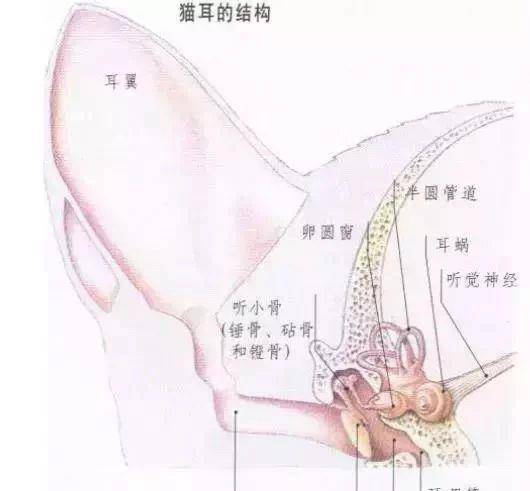 小猫长耳螨怎么办