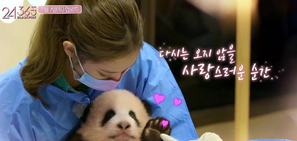 原创blackpink违规接触熊猫宝宝,带妆近距离接触,还有成员养宠物狗